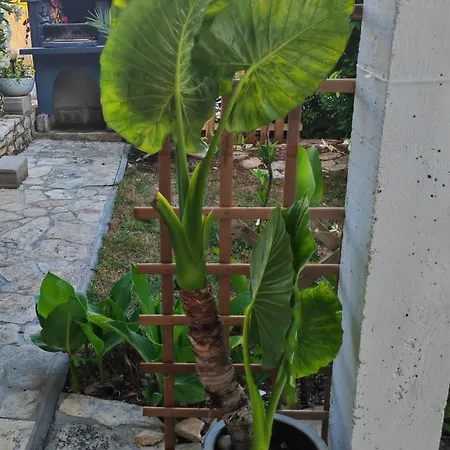 With Garden